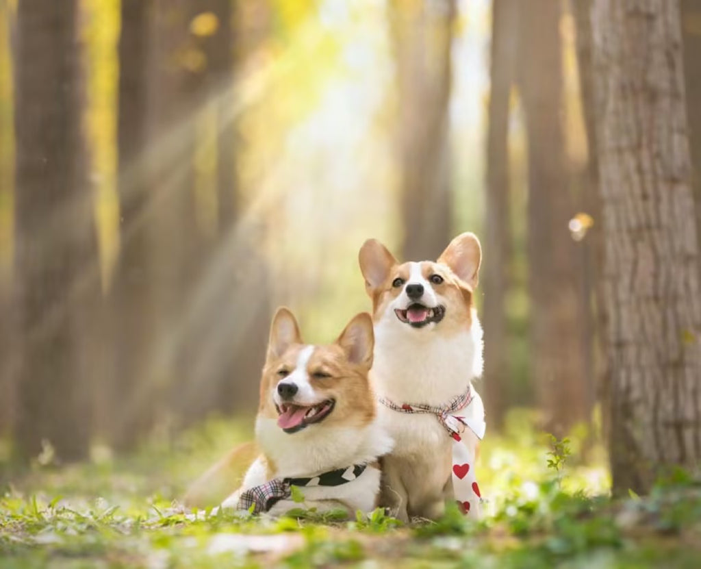A Spacious and Comfortable Pet Stroller for Your Furry Friends